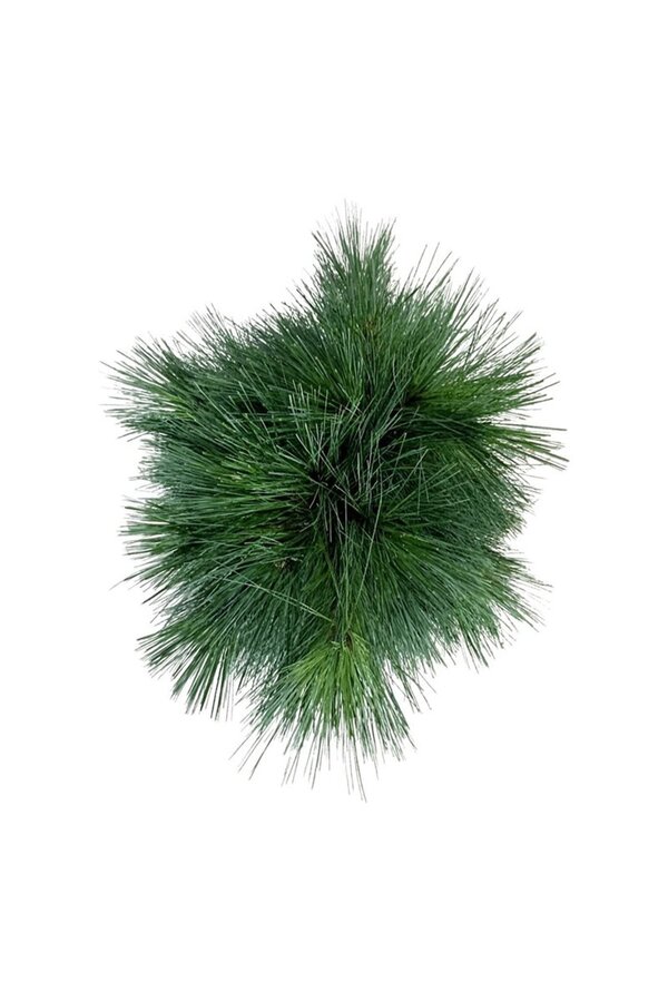 Pin Pinus schwerinii Wiethorst