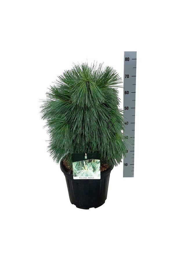 Pin Pinus schwerinii Wiethorst