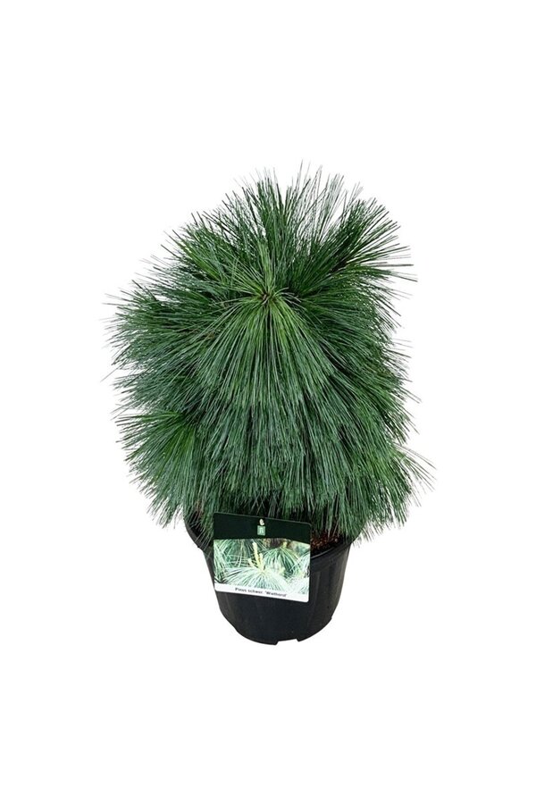 Denneboom Pinus schwerinii Wiethorst