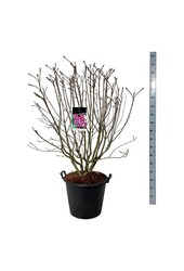 Lilas Syringa Michel Buchner