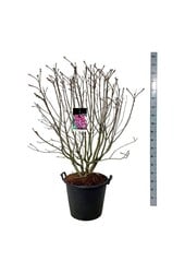 Sering Syringa Michel Buchner