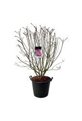 Lilas Syringa Michel Buchner