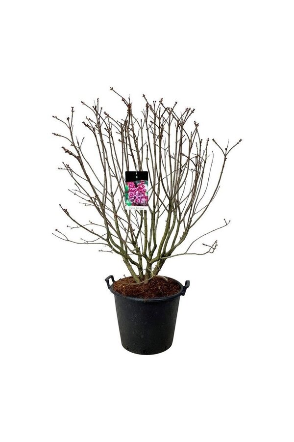 Lilas Syringa Michel Buchner