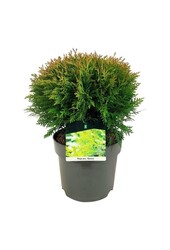 Conifère Thuja Danica