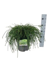 Conifeer Thuja Whipcord