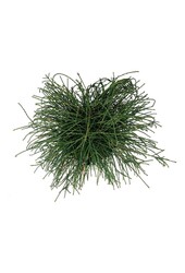 Conifère Thuja Whipcord