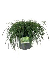 Conifeer Thuja Whipcord