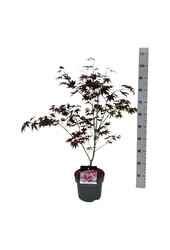 Esdoorn Acer Atropurpureum