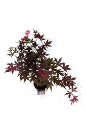 Érable Acer Bloodgood