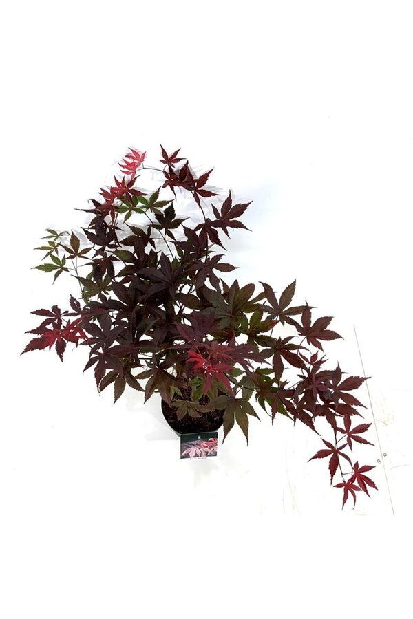 Esdoorn Acer Bloodgood