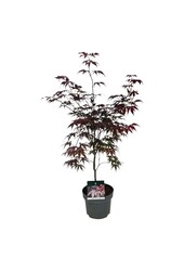 Érable Acer Bloodgood