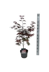 Érable Acer Bloodgood