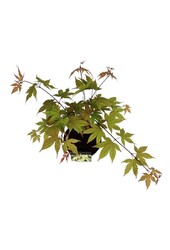 Esdoorn Acer Osakazuki