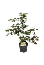 Esdoorn Acer Osakazuki