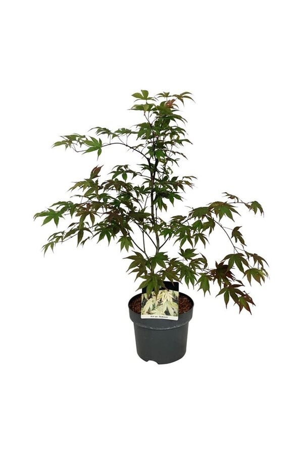 Érable Acer Osakazuki