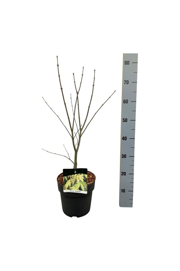 Esdoorn Acer Osakazuki