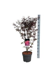 Érable Acer Skeeters Broom