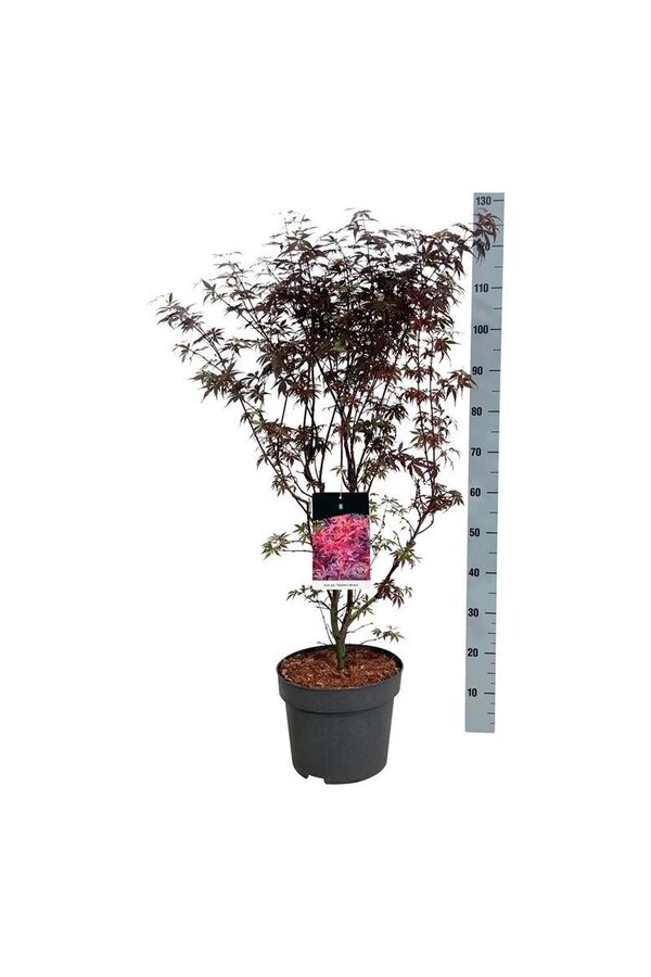 Esdoorn Acer Skeeters Broom