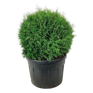 Thuja