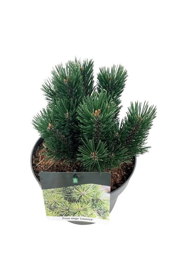 Denneboom Pinus mugo Limerick