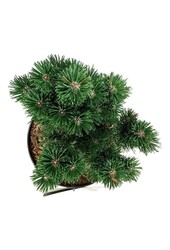 Pin Pinus mugo Limerick