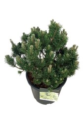 Pinus mugo 'Limerick'