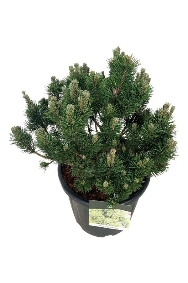 Pinus mugo 'Limerick'