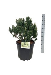 Pinus mugo 'Limerick'