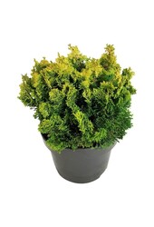 Chamaecyparis Meroki Twin