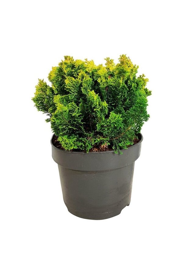 Chamaecyparis Meroki Twin