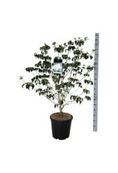 Cornouiller Cornus kousa Satomi