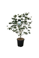 Cornouiller Cornus kousa Satomi