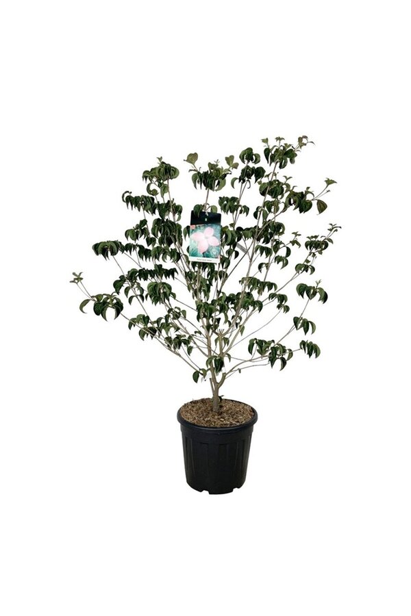 Cornouiller Cornus kousa Satomi