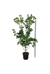 Cornouiller Cornus kousa Weisse Fontaine