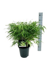 Bambou Fargesia rufa