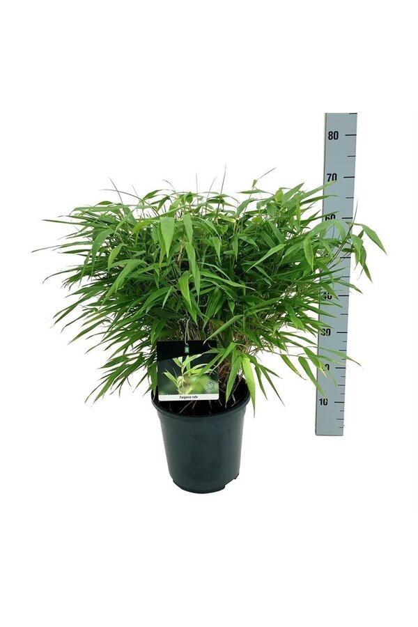 Bamboe Fargesia rufa