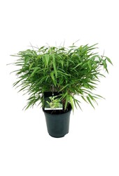 Bamboe Fargesia rufa