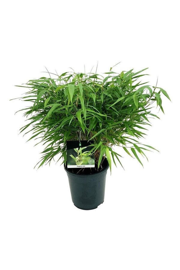 Bamboe Fargesia rufa