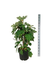 Hortensia Hydrangea Alice