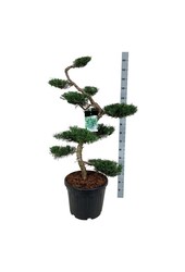 Cipres Juniperus Grey Owl