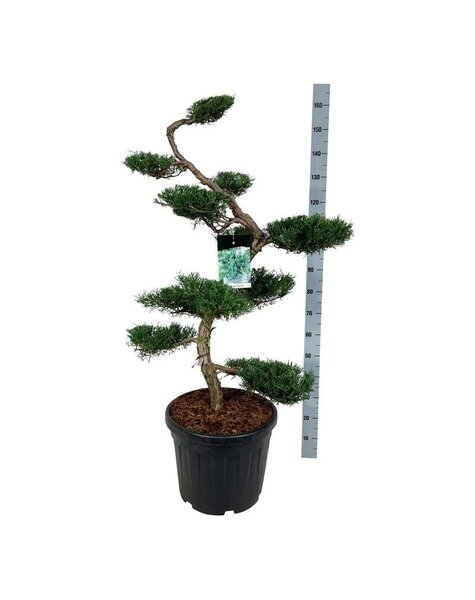 Juniperus