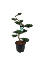 Cipres Juniperus Grey Owl
