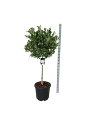 Beverboom Magnolia stellata