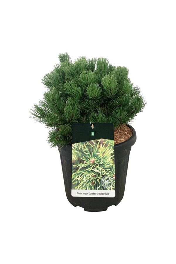 Pin Pinus mugo Carstens Wintergold