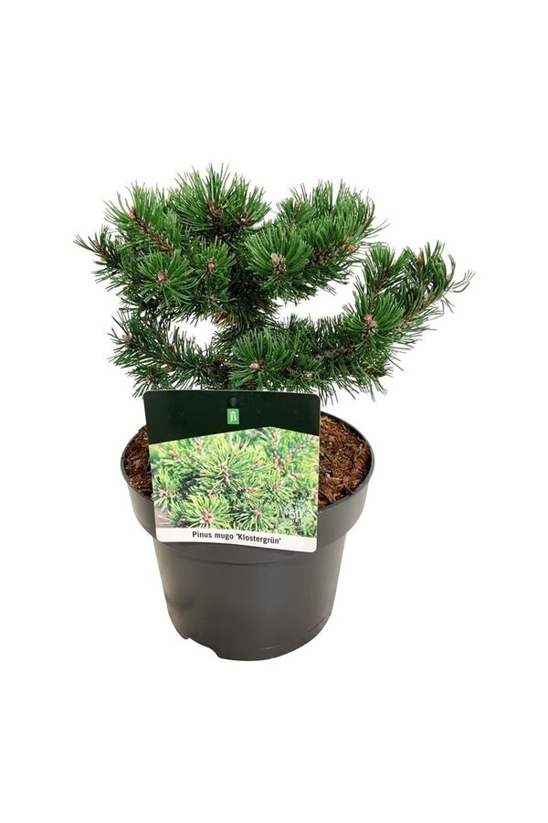 Denneboom Pinus mugo Klostergrün