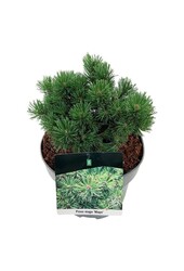 Denneboom Pinus mugo Mops