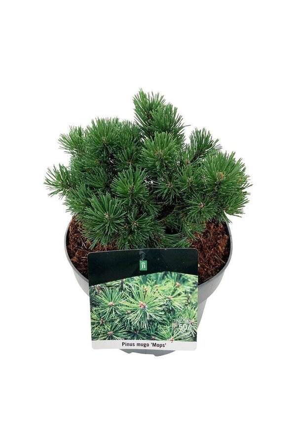Denneboom Pinus mugo Mops