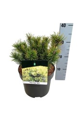 Denneboom Pinus mugo Ophir