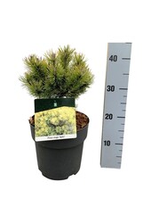 Denneboom Pinus mugo Ophir