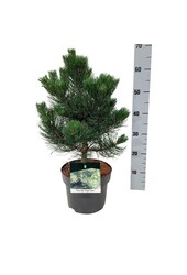 Denneboom Pinus nigra Oregon Green
